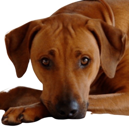 Bild laden 11561_KhalilaKopfimageremovebgpreview.jpg