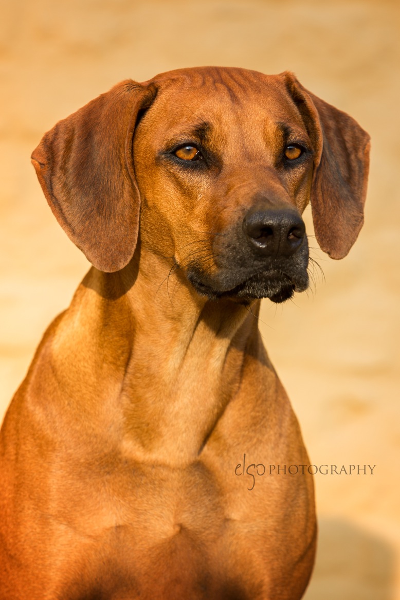 Bild laden 12608_Ruby_Schloss_Dyck_Kopf.jpg