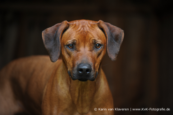 Bild laden 12936_KvK_RR__186_1.jpg