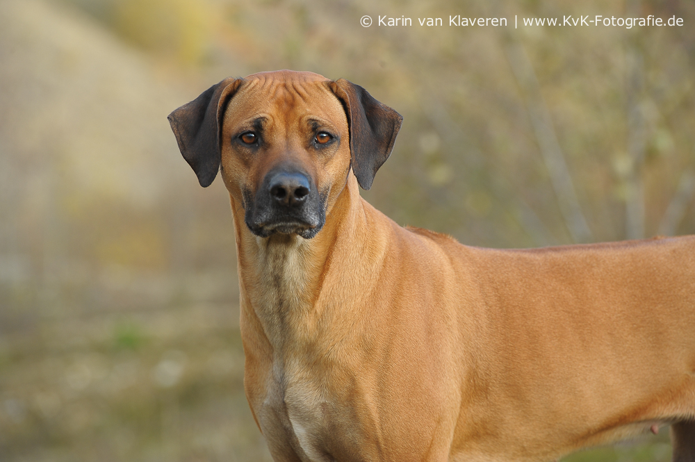 Bild laden 15425_Bashira.jpg