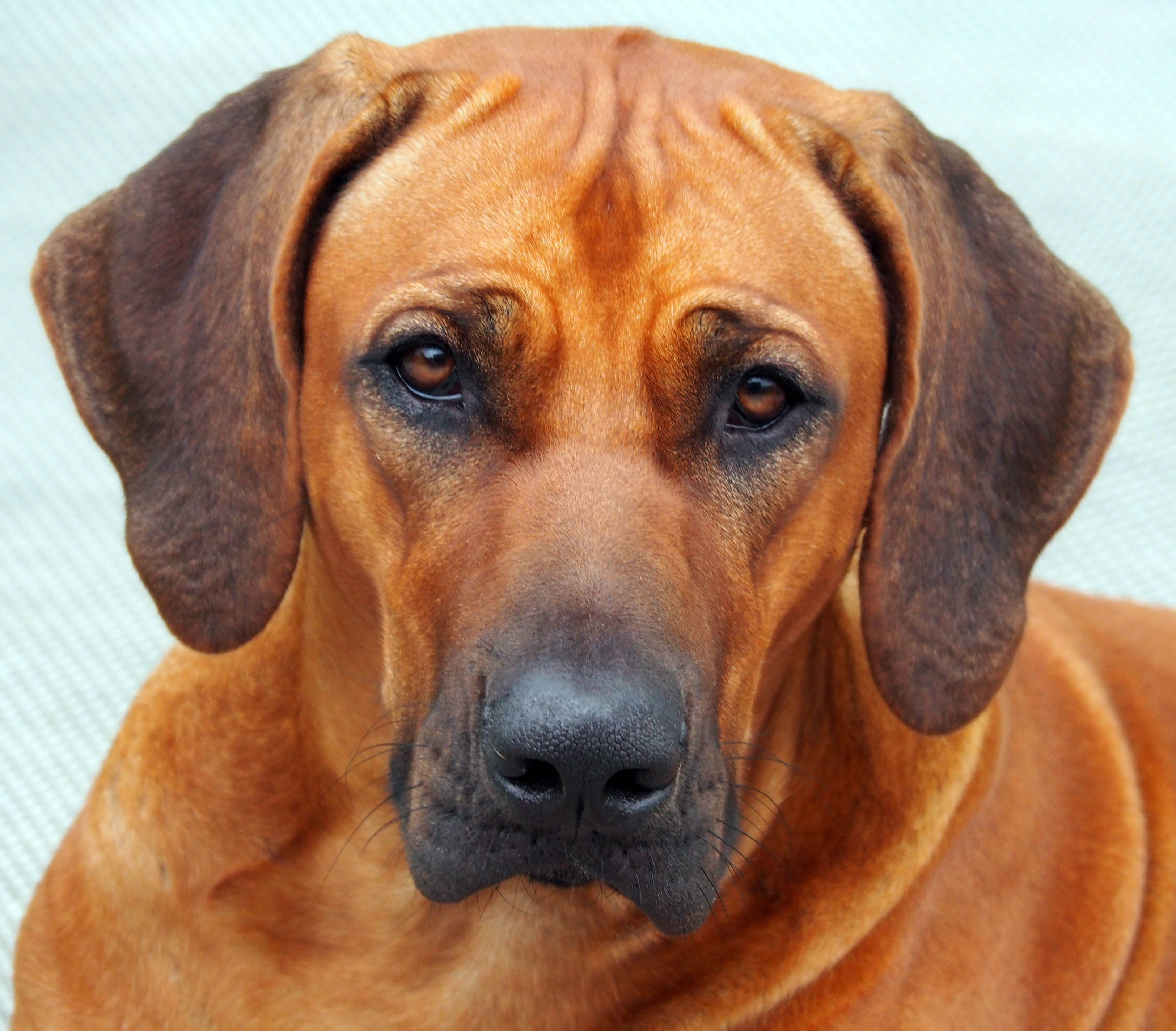 Bild laden 15672_MabouKopf.jpg