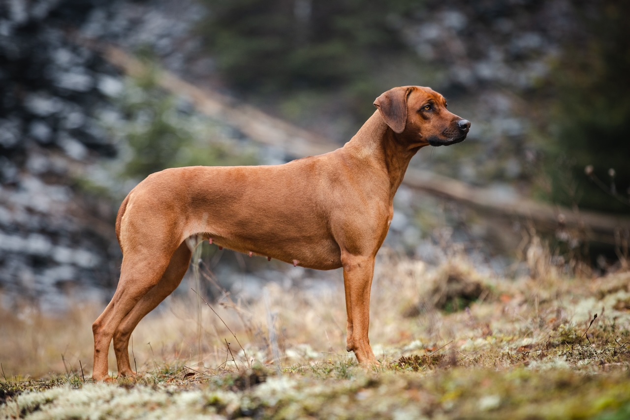 Bild laden 16861_IMG_6924.jpeg