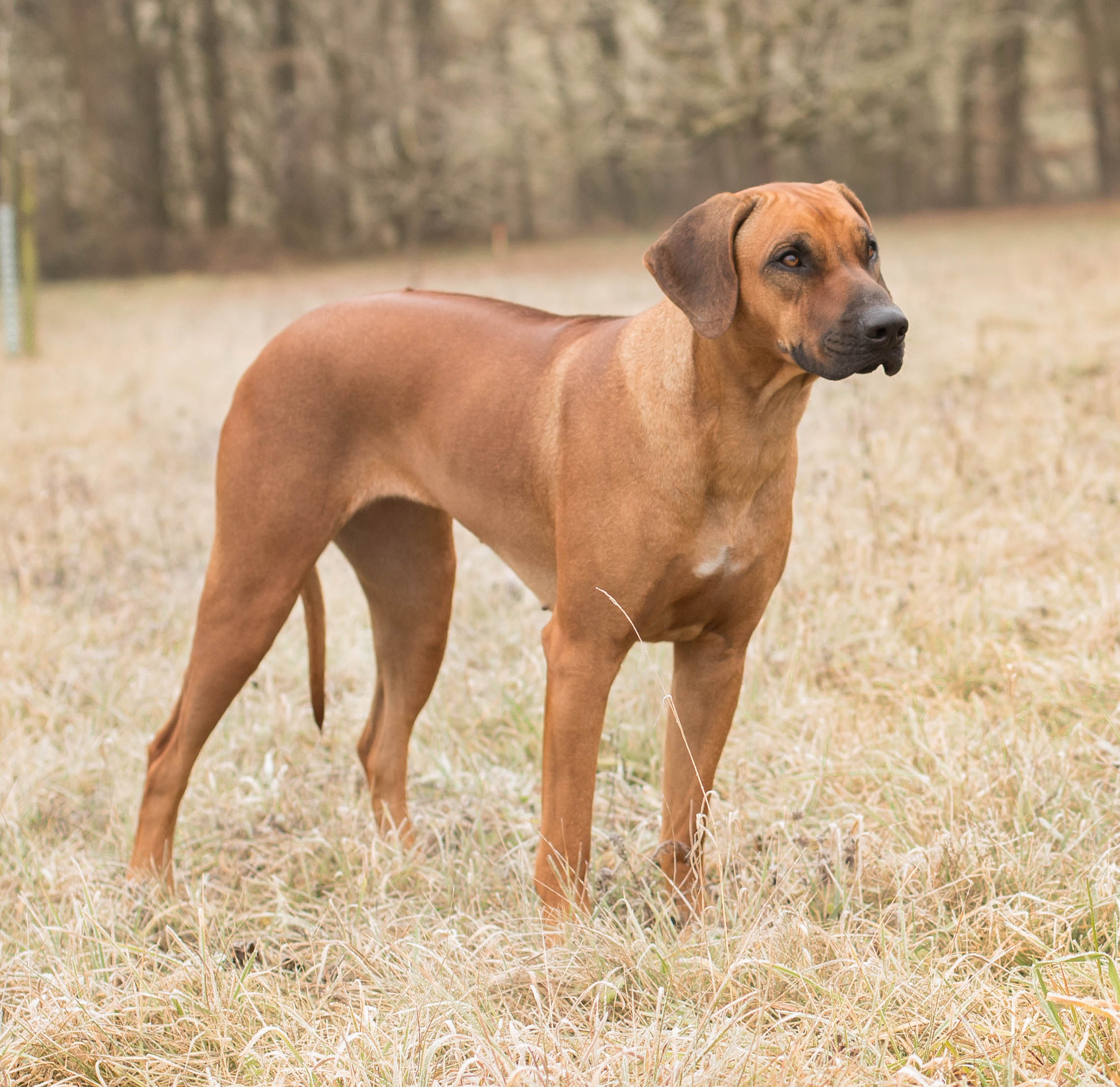 Bild laden 18343_Cleo_stehend2.jpg