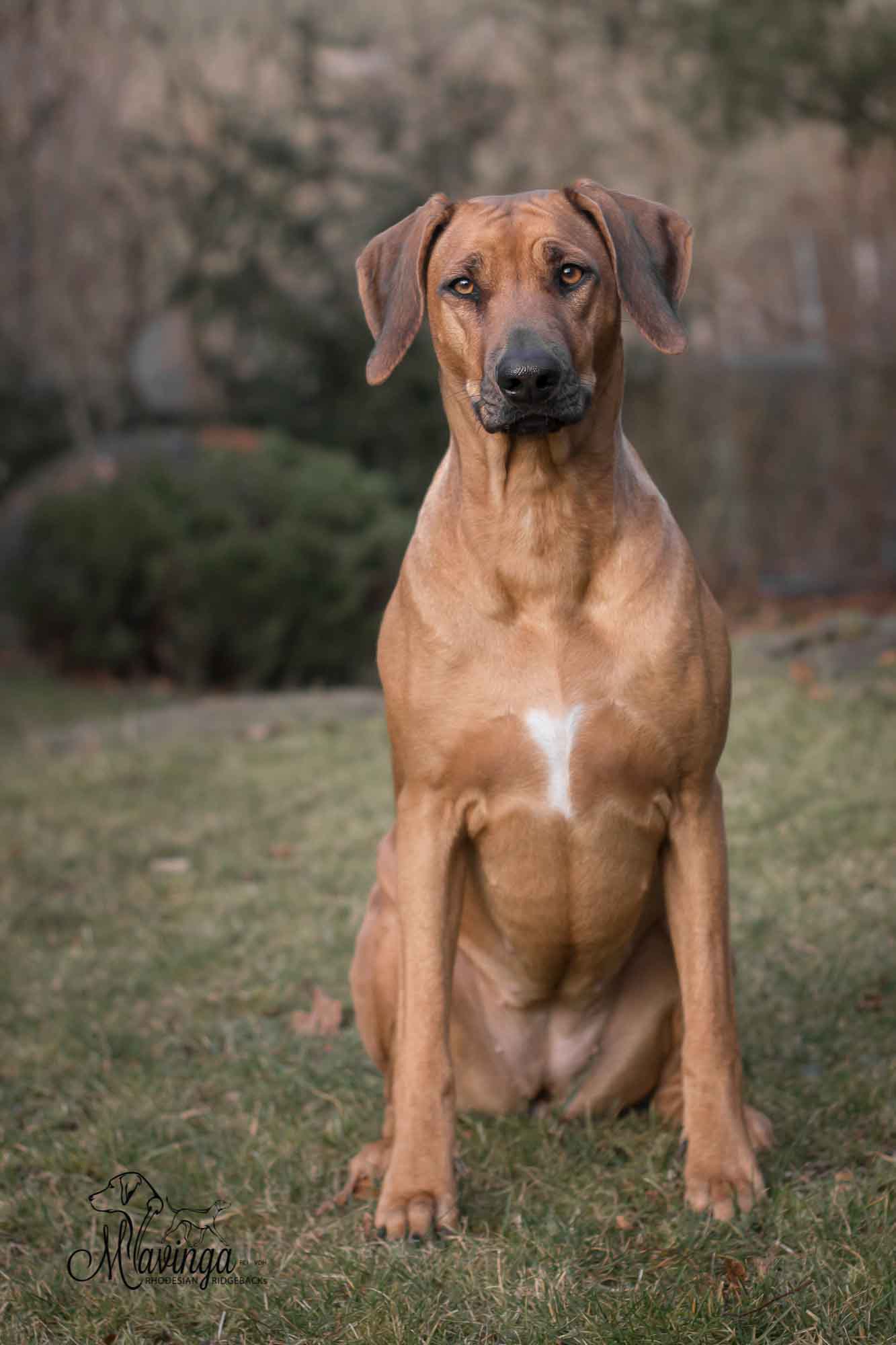 Bild laden 20516_BhavaStckle110205211.jpg