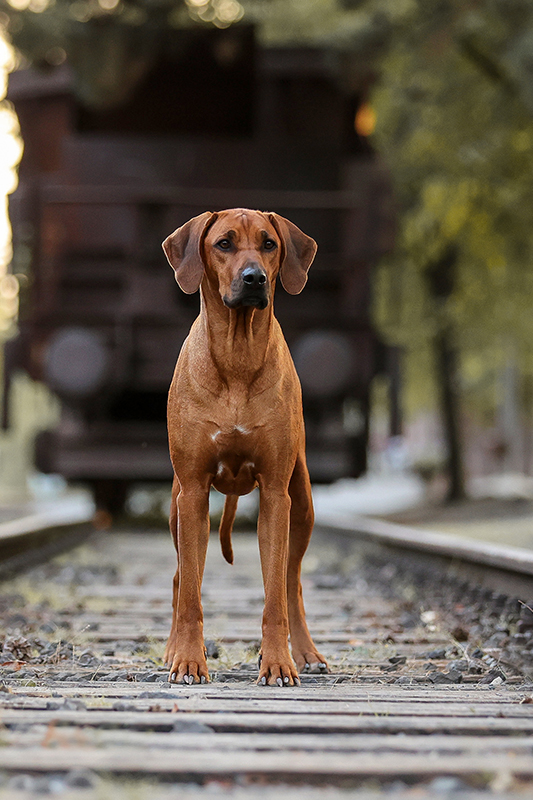 Bild laden 21865_ELLiIMG_12466k.jpg