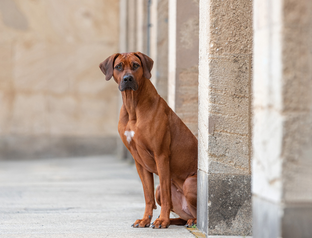 Bild laden 26001_KMR_7026Kopie003.jpg