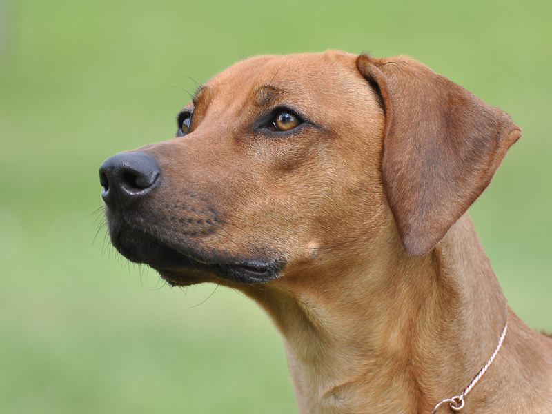 Bild laden 26115_Eywa3.jpg