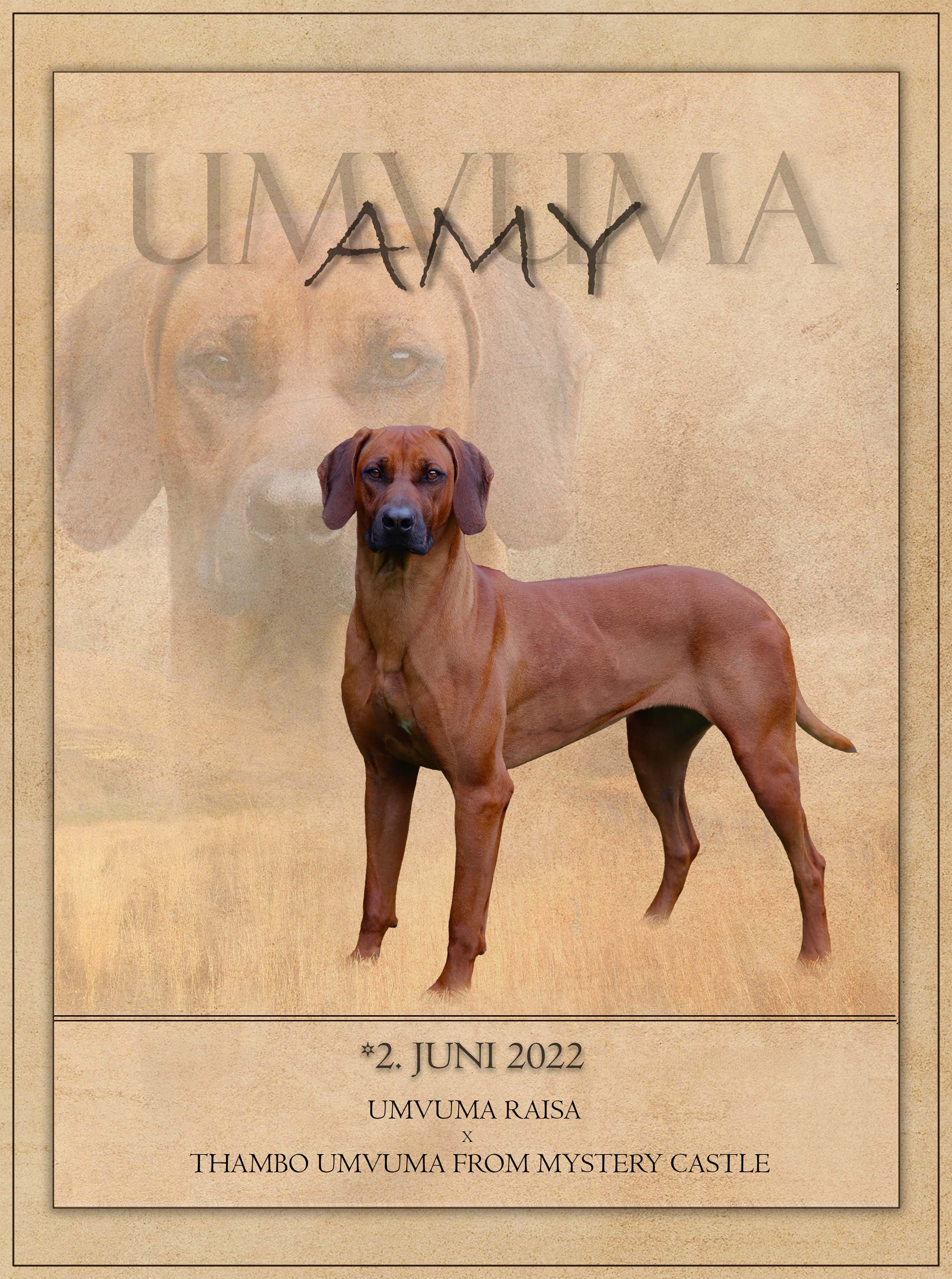 Bild laden 26145_Amyreduziert.jpg