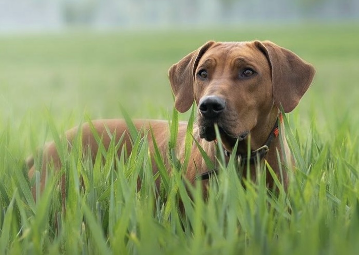 Bild laden 26171_Dzemila2.jpg