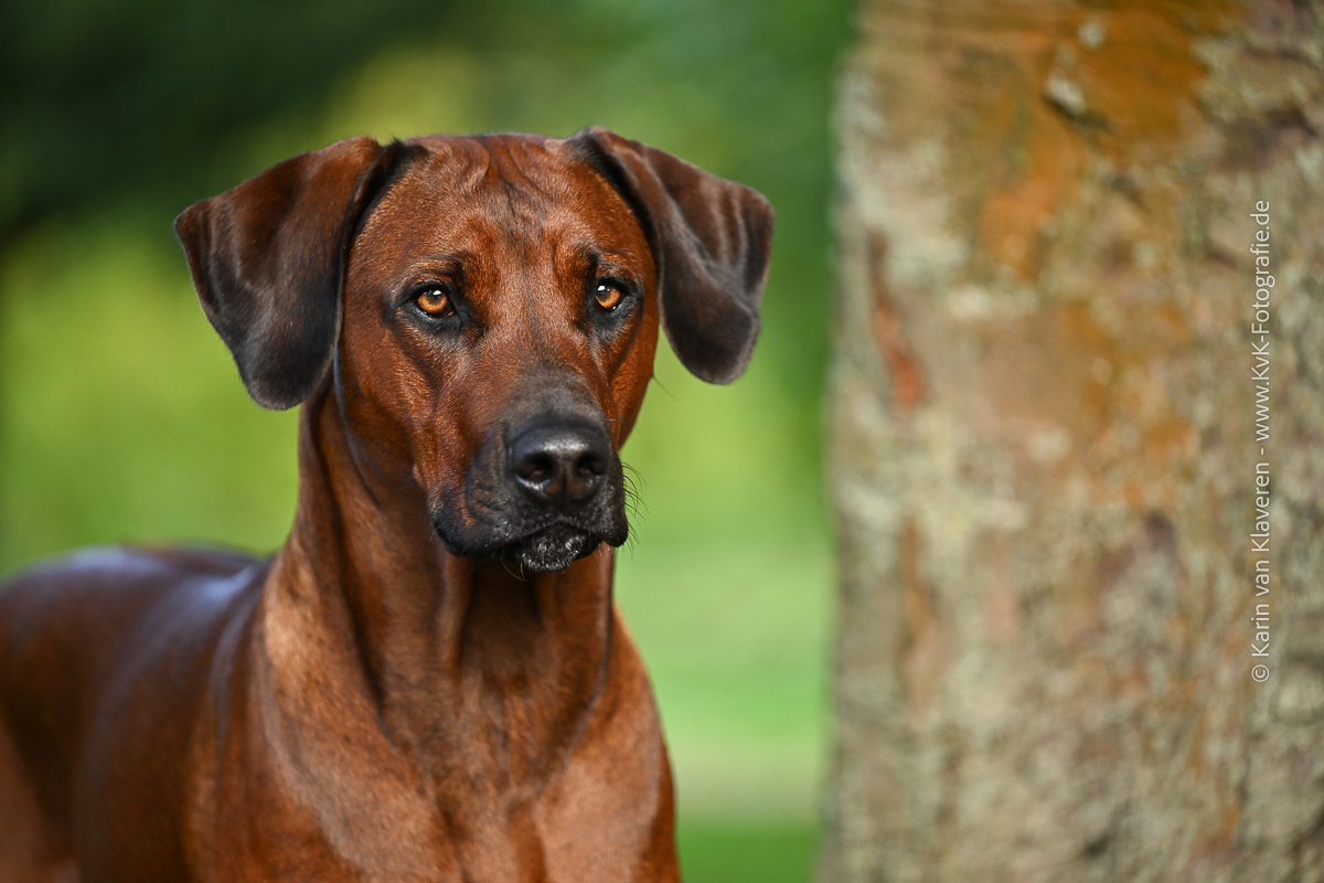 Bild laden 26263_KVK_1927_a26.jpg