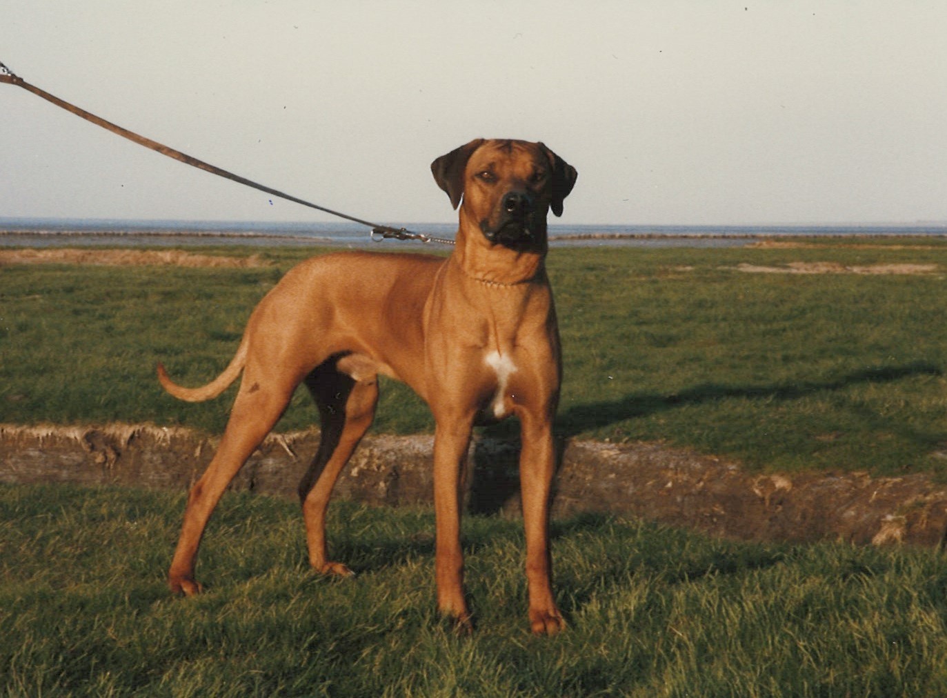 Bild laden 4816_Mushana.jpg