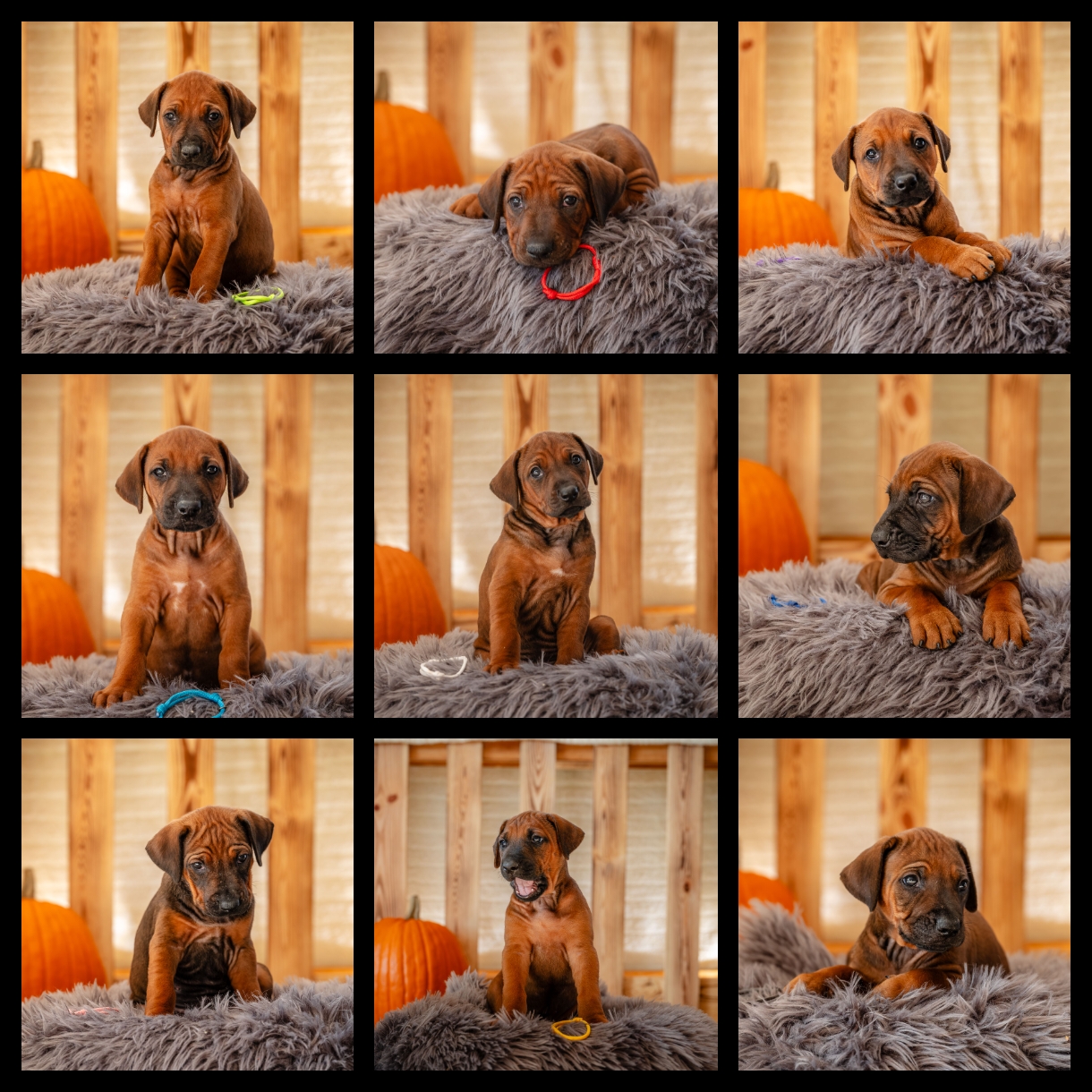 Bild laden wb_2920_1000081145.jpg