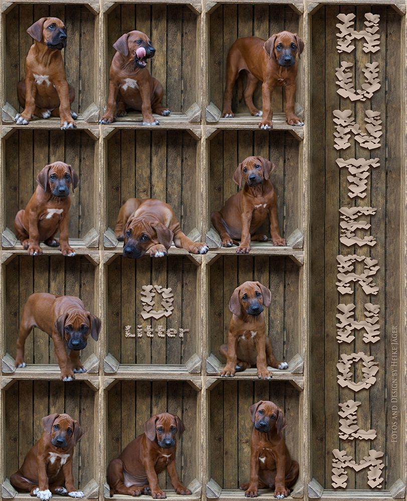 Bild laden wb_2968_HunterholmWurfpalnungH.jpg