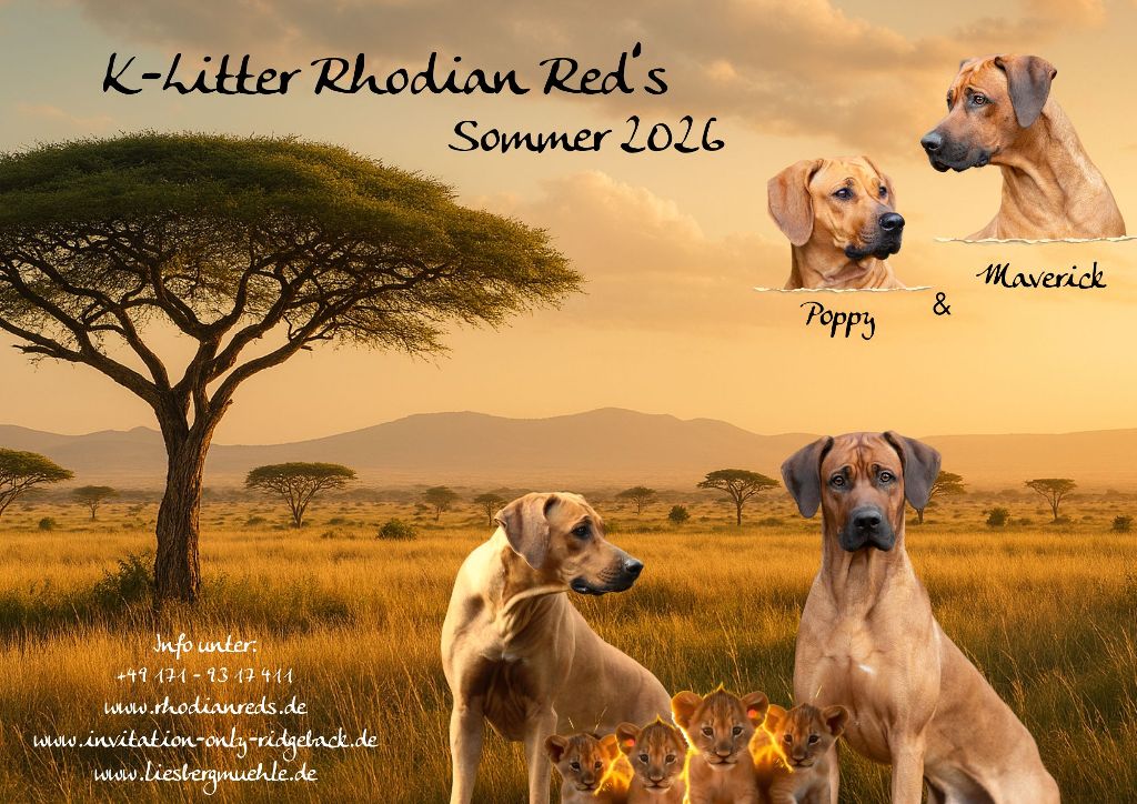 Bild laden 172_KLitterKopie2.jpg