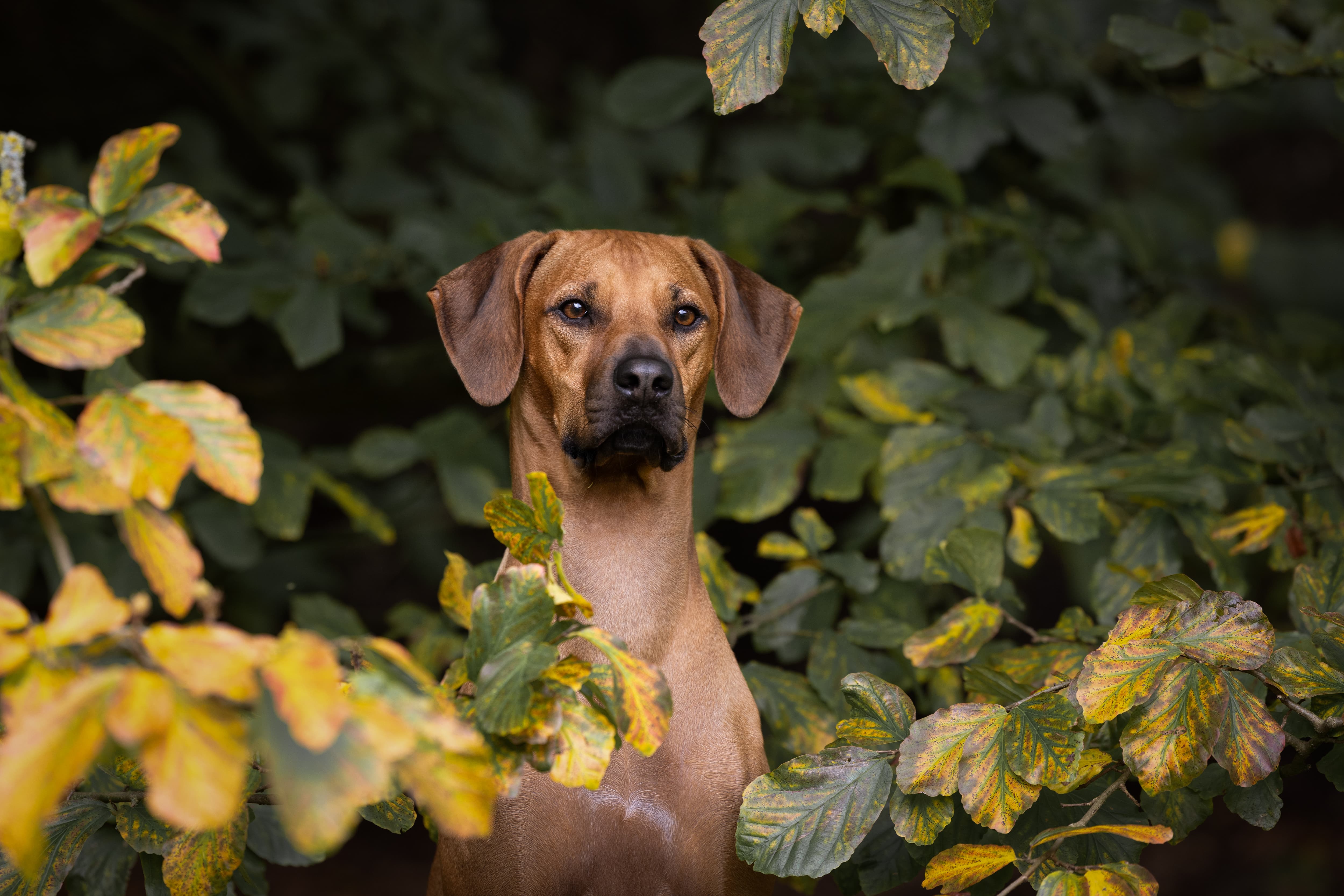 Bild laden 210_1000026459.jpg