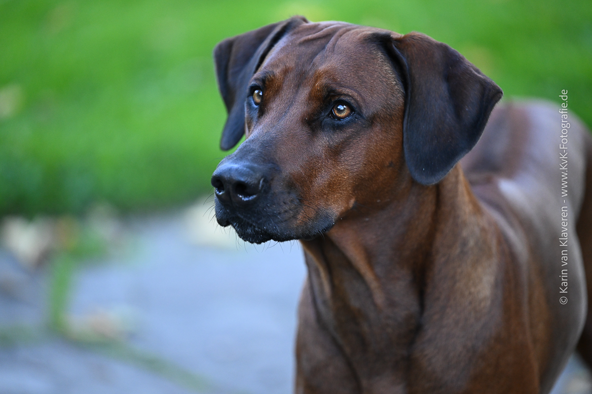 Bild laden 830_KVK_2214301.jpg