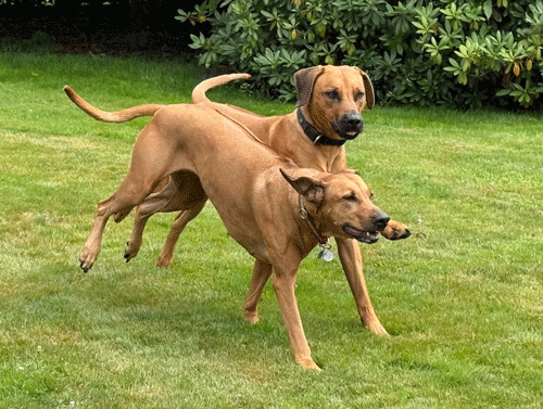 Bild laden 94_finessejack23.08.202501.jpg